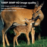 Garvee Mini Trail Camera 1080p 36MP Trasparente Confezione da 2 con scheda da 32 GB per la sorveglianza del giardino esterno