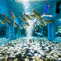 GARVEE Pompa d'aria per acquario Mini USB con doppia pietra porosa per pesci da interno ed esterno, silenziosa, portatile, tubo in silicone