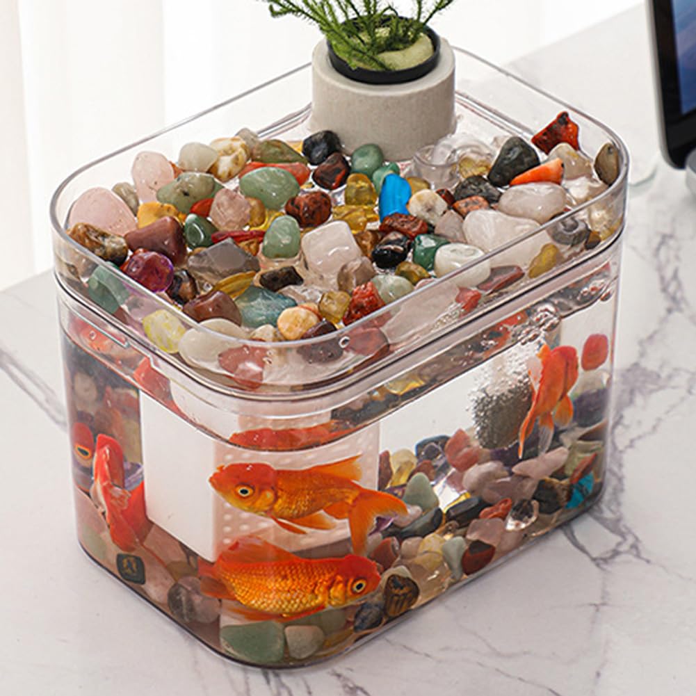 Garvee Acquario piccolo trasparente con pompa ad aria USB, scatola di riproduzione, acquario ecologico per soggiorno, ufficio domestico, decorazione da scrivania, 16 x 12 cm, trasparente