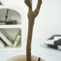 Albero dei soldi artificiale Garvee, 4 piedi, Pachira da interno, portafortuna, facile da pulire, foglie personalizzabili, durevoli, decorazione per ufficio e soggiorno, verde