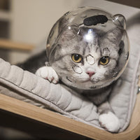 Casco trasparente per gatti GARVEE con funzione protettiva, traspirante, in materiale PET leggero per il recupero e la cura, trasparente, confortevole