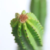 Cactus artificiale Garvee da 32 pollici con texture realistica, materiale PE resistente per ufficio e casa, verde