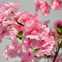 Albero di ciliegio artificiale Garvee da 1,7 m con doppio palo, plastica, rami regolabili, vaso per decorazioni domestiche e per feste, realistico, rosa