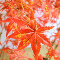 Garvee, set da 2 pezzi, acero autunnale artificiale da 6 piedi con fioriera per decorazioni autunnali e Ringraziamento, rosso, facile da pulire, ignifugo