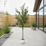 Garvee Albero di Ulivo Artificiale 158 cm con Foglie Naturali e 34 Frutti, Base in Cemento, Poliestere Premium, Decorazione Interna per Casa e Ufficio Verde - Verde