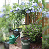 Supporto per piante Garvee, scala da giardino con anello di supporto, metallo resistente alle intemperie, per giardino e terrazza, versatile supporto per piante, ortensie e rose.