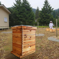 Garvee Beehive Starter Set Langstroth 10-Frame Cedar Wood Bees wax Beekeeping Beginner Set Accessori completi per arnie