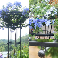Supporto per piante Garvee, scala da giardino con anello di supporto, metallo resistente alle intemperie, per giardino e terrazza, versatile supporto per piante, ortensie e rose.