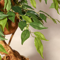 Albero di ficus artificiale Garvee da 5 piedi con tronco curvo, 1134+ foglie di seta, vaso bianco per ufficio e soggiorno